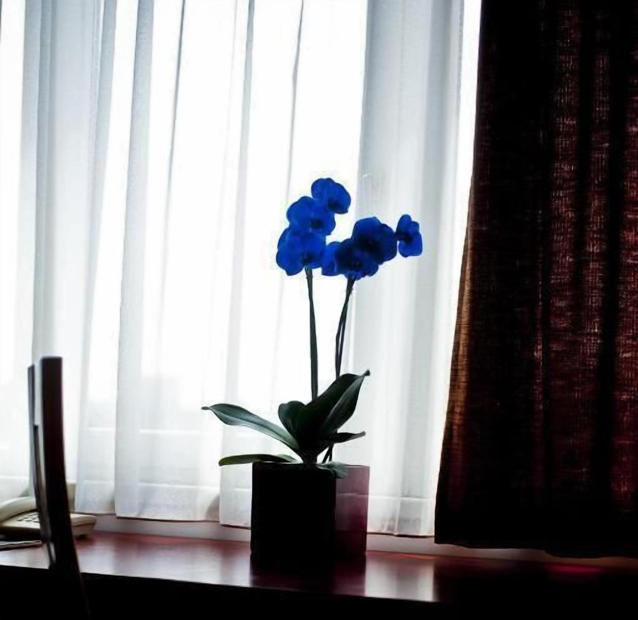 Photo - Canada Hotel