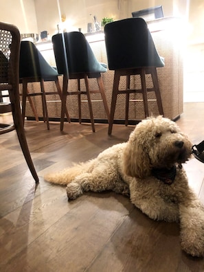 Pet-friendly
