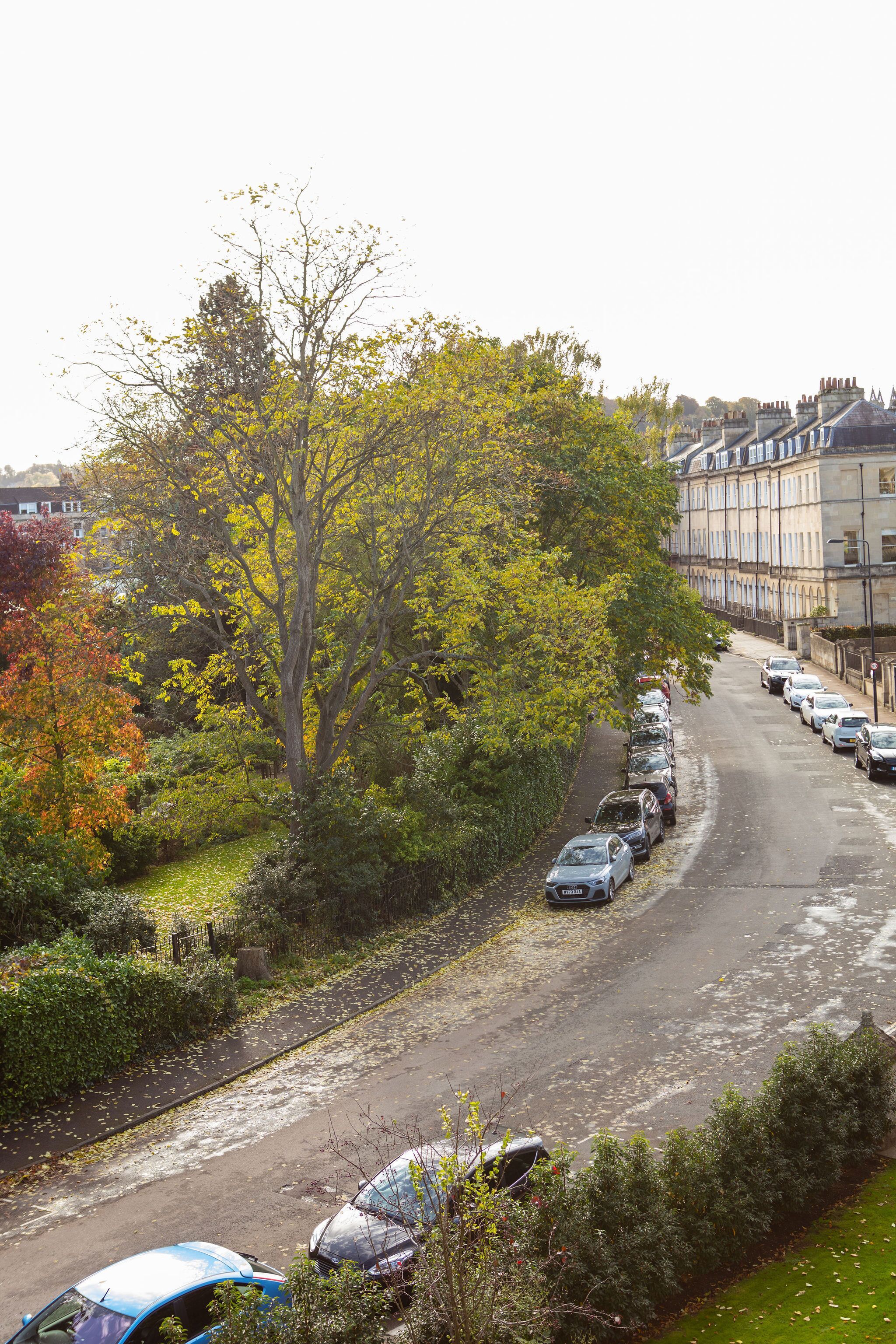 A street lined with parked cars and trees with autumn foliage.