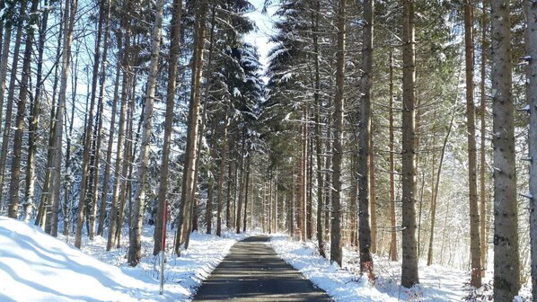 A snow-covered forest path. - Hotel Goldene Rose (Lechaschau)