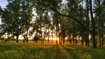 A forest with tall trees and a grassy field.