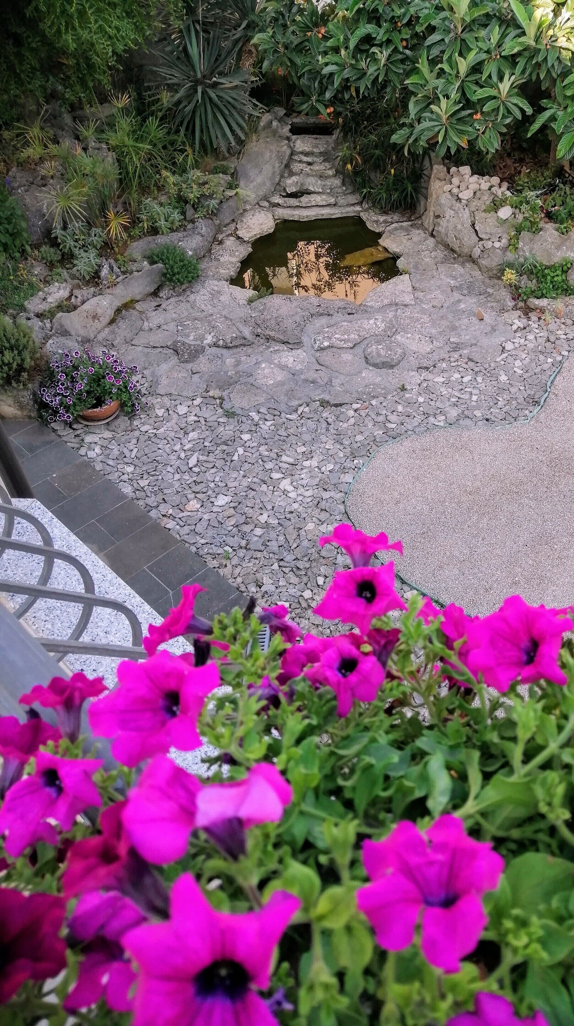 A garden with a stone pathway leading to a small pond, surrounded by various plants and flowers.