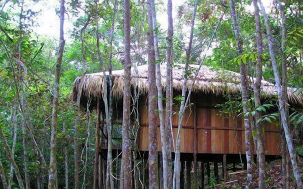 A wooden structure with a thatched roof, surrounded by dense forest.