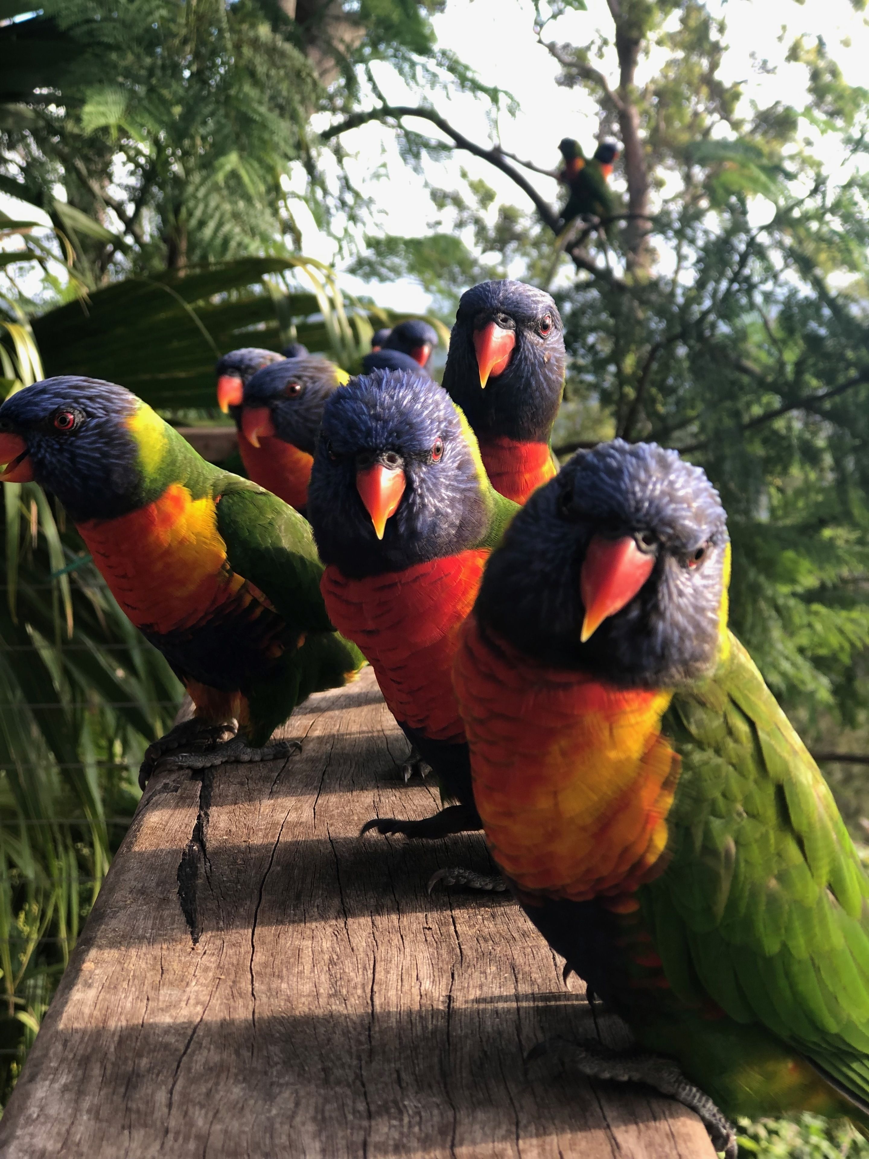 A group of colorful birds perched on a wooden surface.