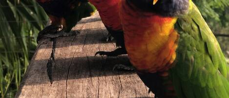 A group of colorful birds perched on a wooden surface.