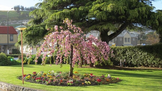 Ein gepflegter Garten mit einem blühenden Baum, einer Steinmauer und einem Rasen.