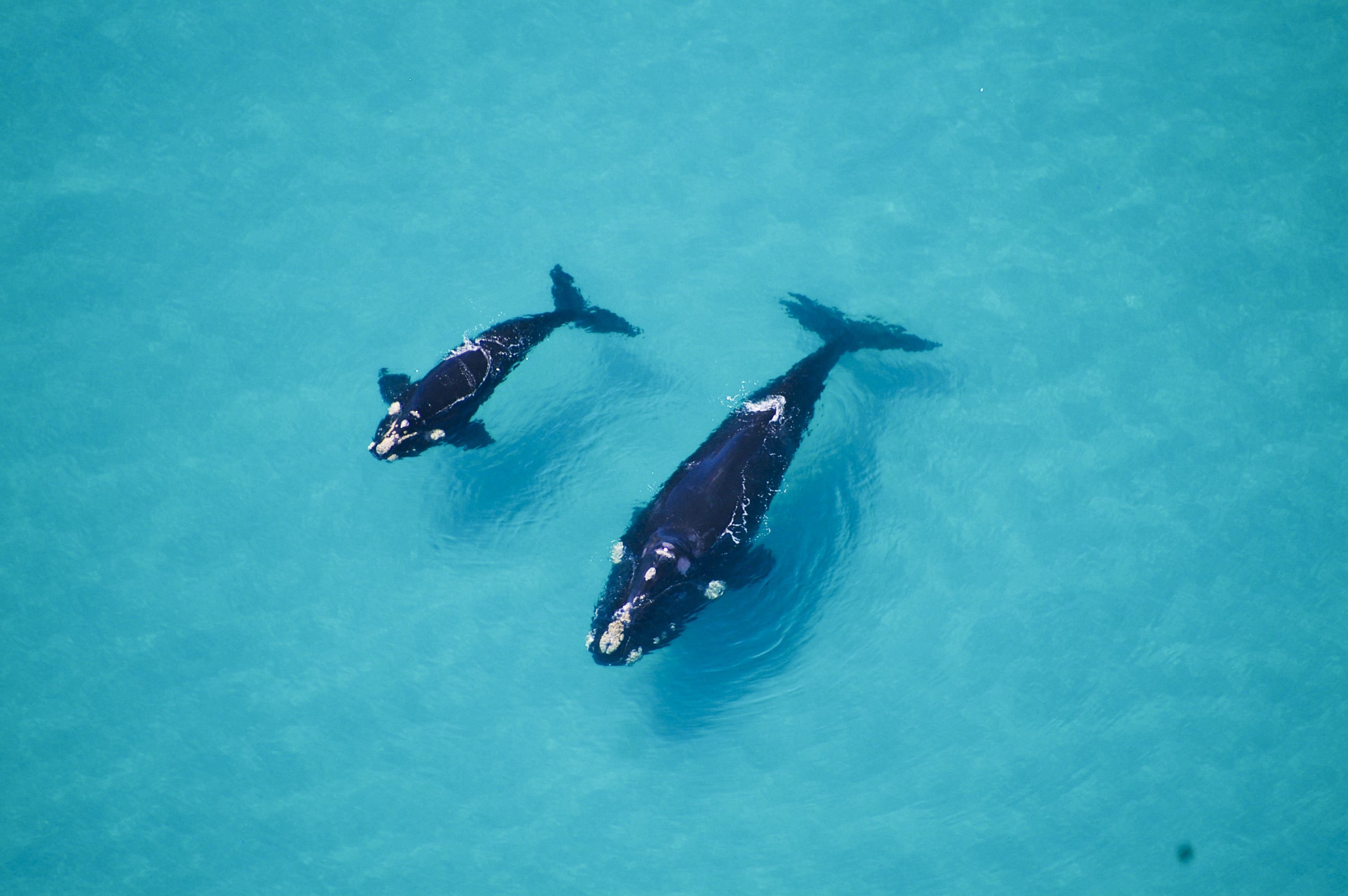 Dos ballenas nadando en aguas azul cristalina.