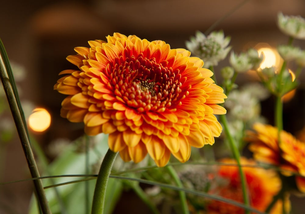 The Kings Arms by null