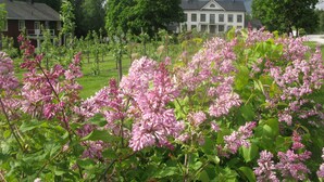 A house with a large lawn and blooming lilac bushes in the foreground. - Sikfors Herrgård (Hallefors)