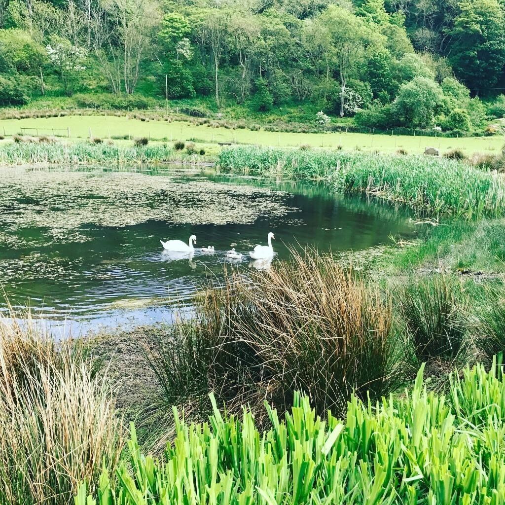 hypo-allergenic bedding, in-room safe, desk, laptop workspace