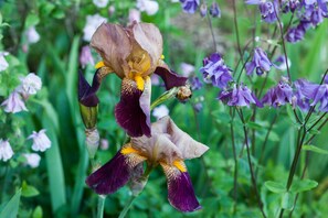 Primer plano de una flor de iris púrpura con detalles amarillos.