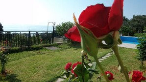 A red rose in a garden with a pool and a fence in the background. - Aronis Apartments (Corfu)