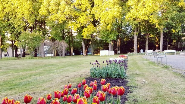 Um parque com uma fileira de tulipas vermelhas e amarelas, grama verde e árvores ao fundo.