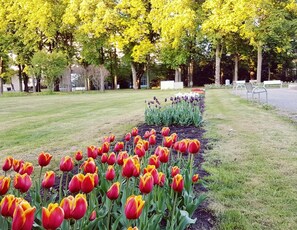 A park with a row of red and yellow tulips, green grass, and trees in the background. - Hotel Garni Goldene Traube (Bad Windsheim)