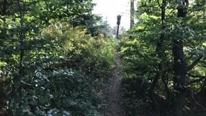A forested path with dense foliage and trees. - Hotel na Dolině (Trojanovice)
