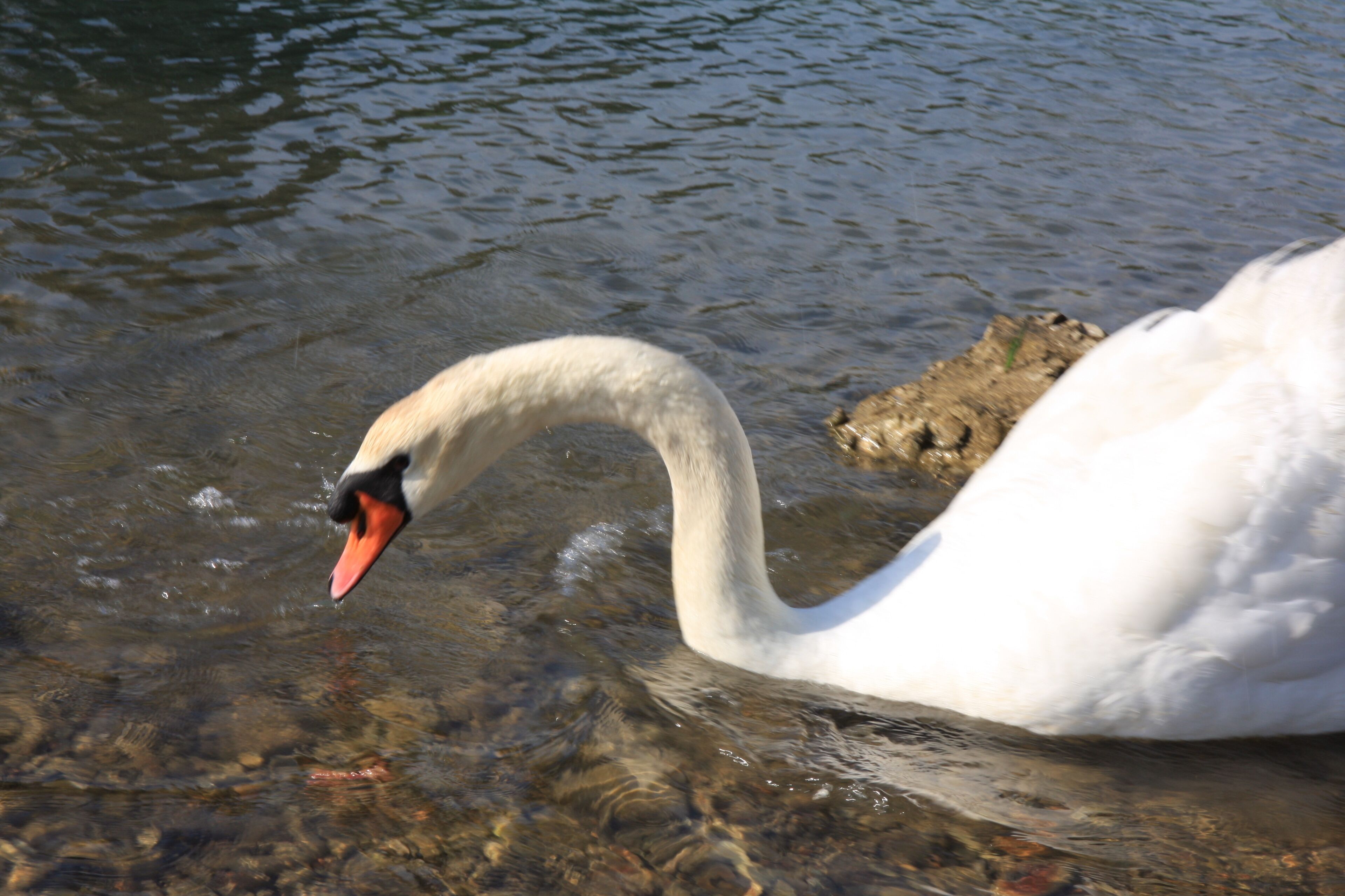 A swan in clear water.