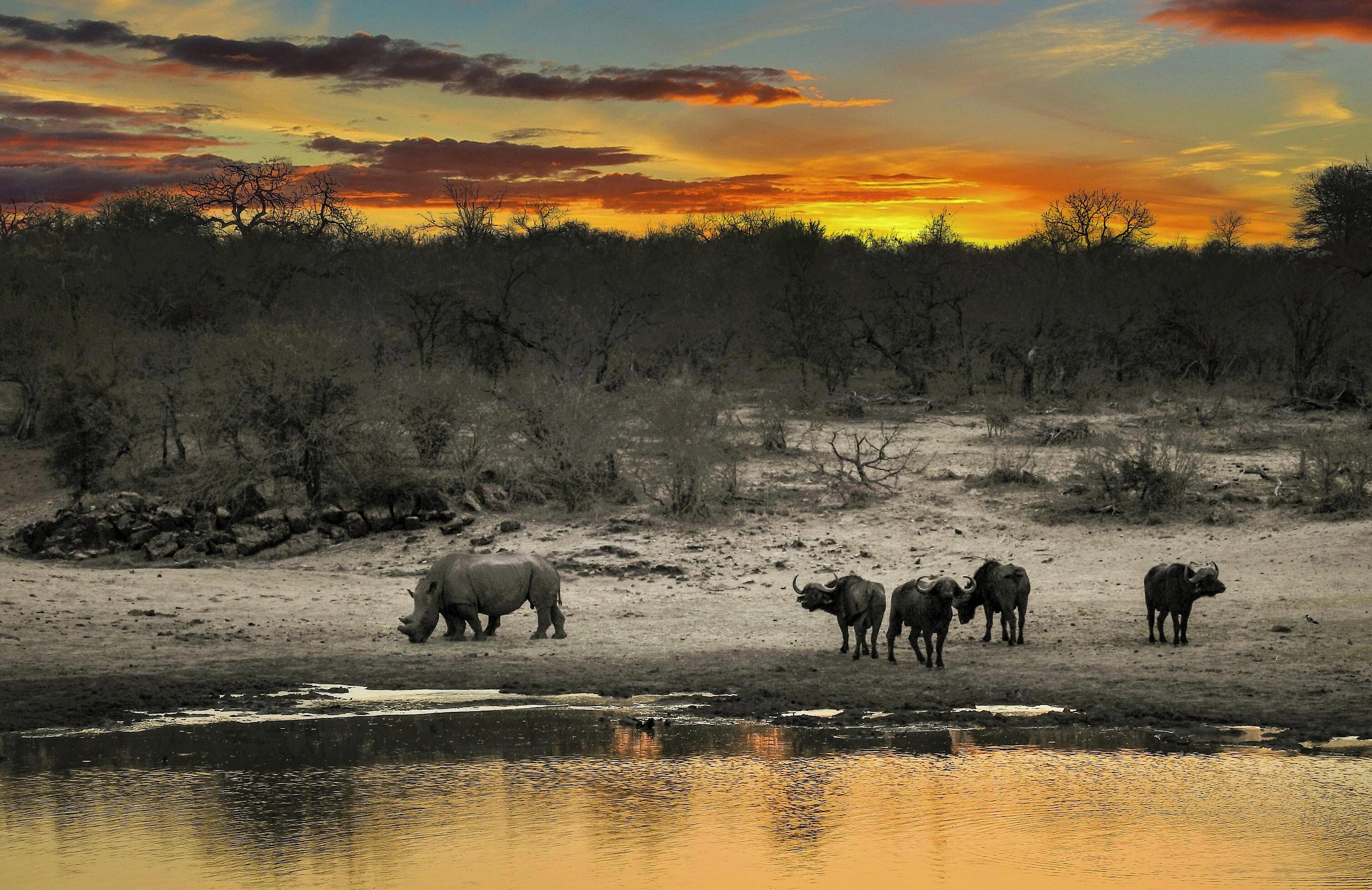Un paysage naturel comprenant une étendue d’eau et une faune variée, notamment des rhinocéros et des buffles.
