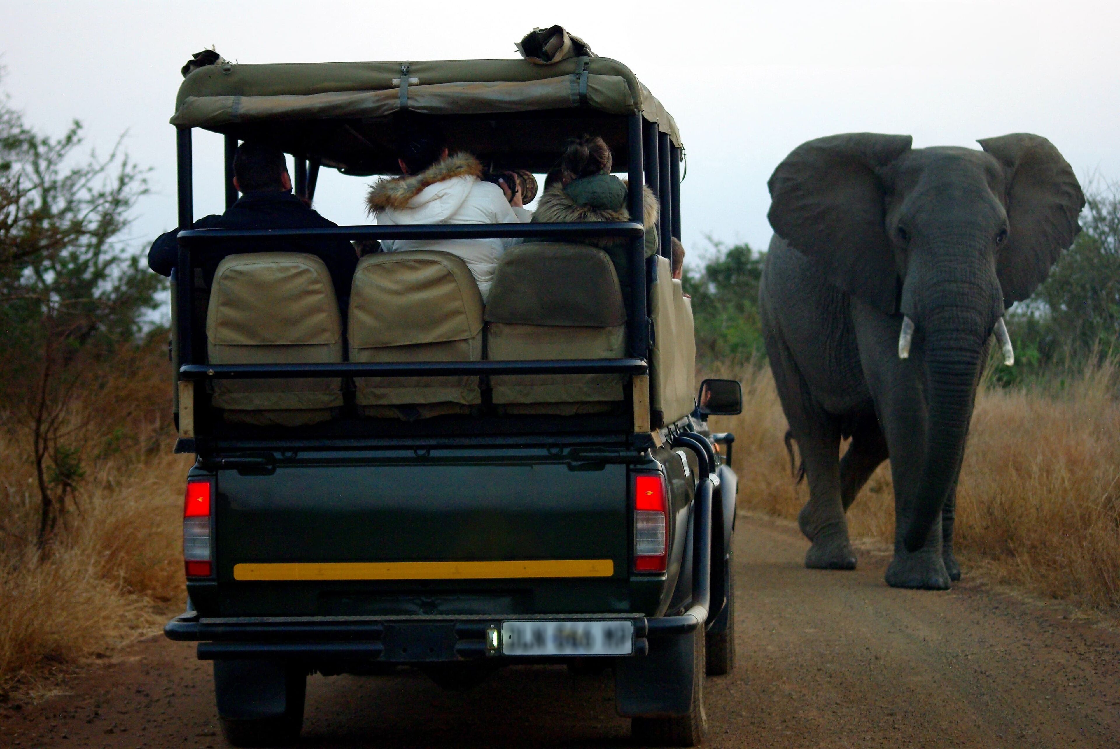 Un véhicule de safari transportant des passagers, avec un éléphant qui marche à côté sur un chemin de terre.