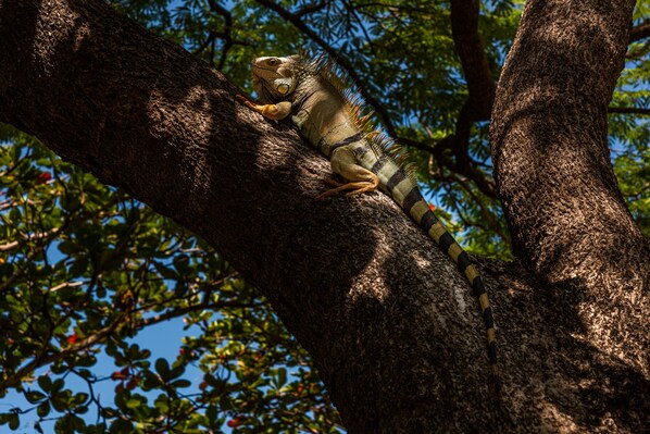 A tree with a lizard on it. - Hotel Irotama del Sol (Santa Marta)