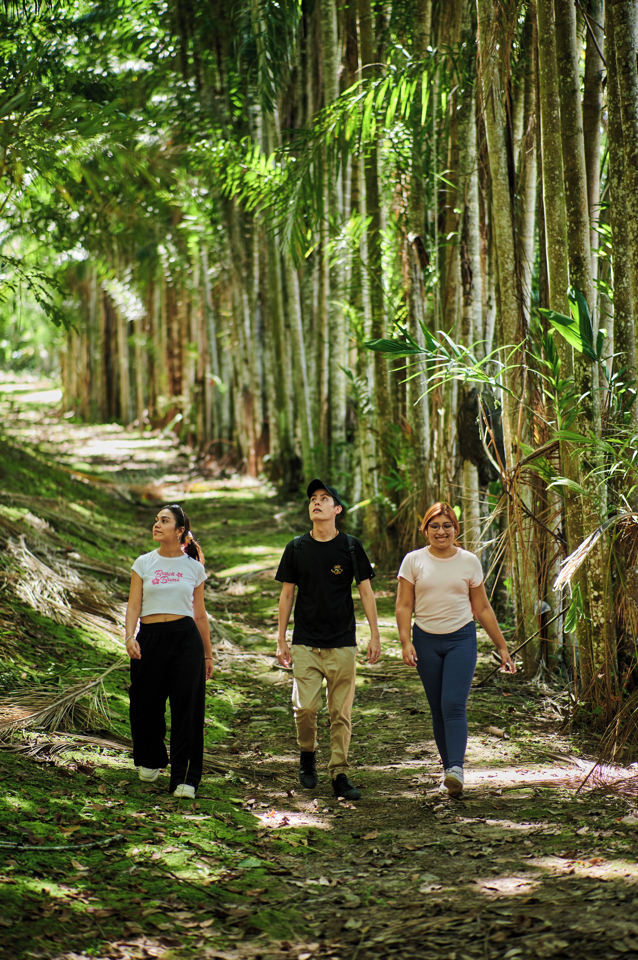 Three people walking on a forest path surrounded by tall trees.