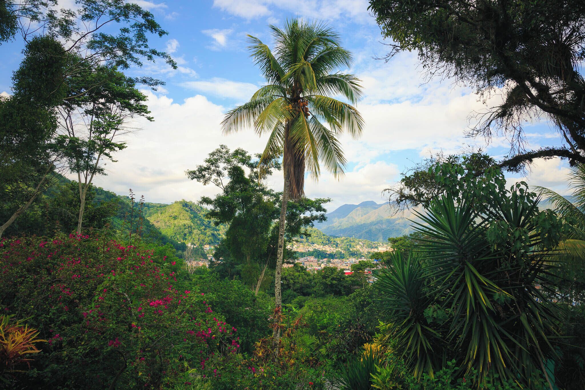 A lush tropical landscape with a prominent palm tree and dense greenery.