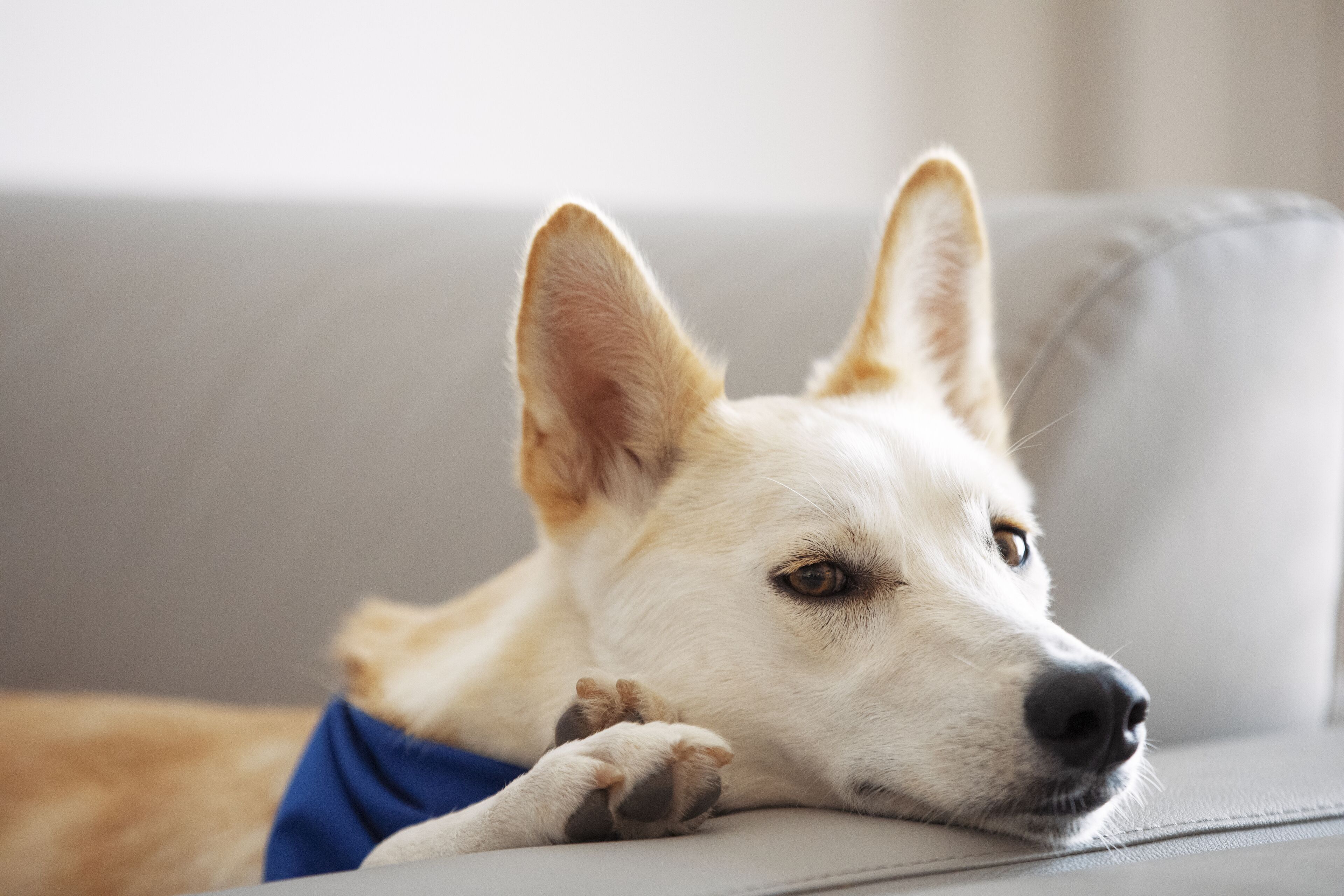 A dog lying on a grey couch with a blue cushion.