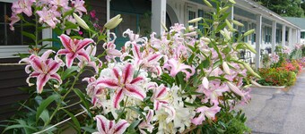 White Trellis Motel
