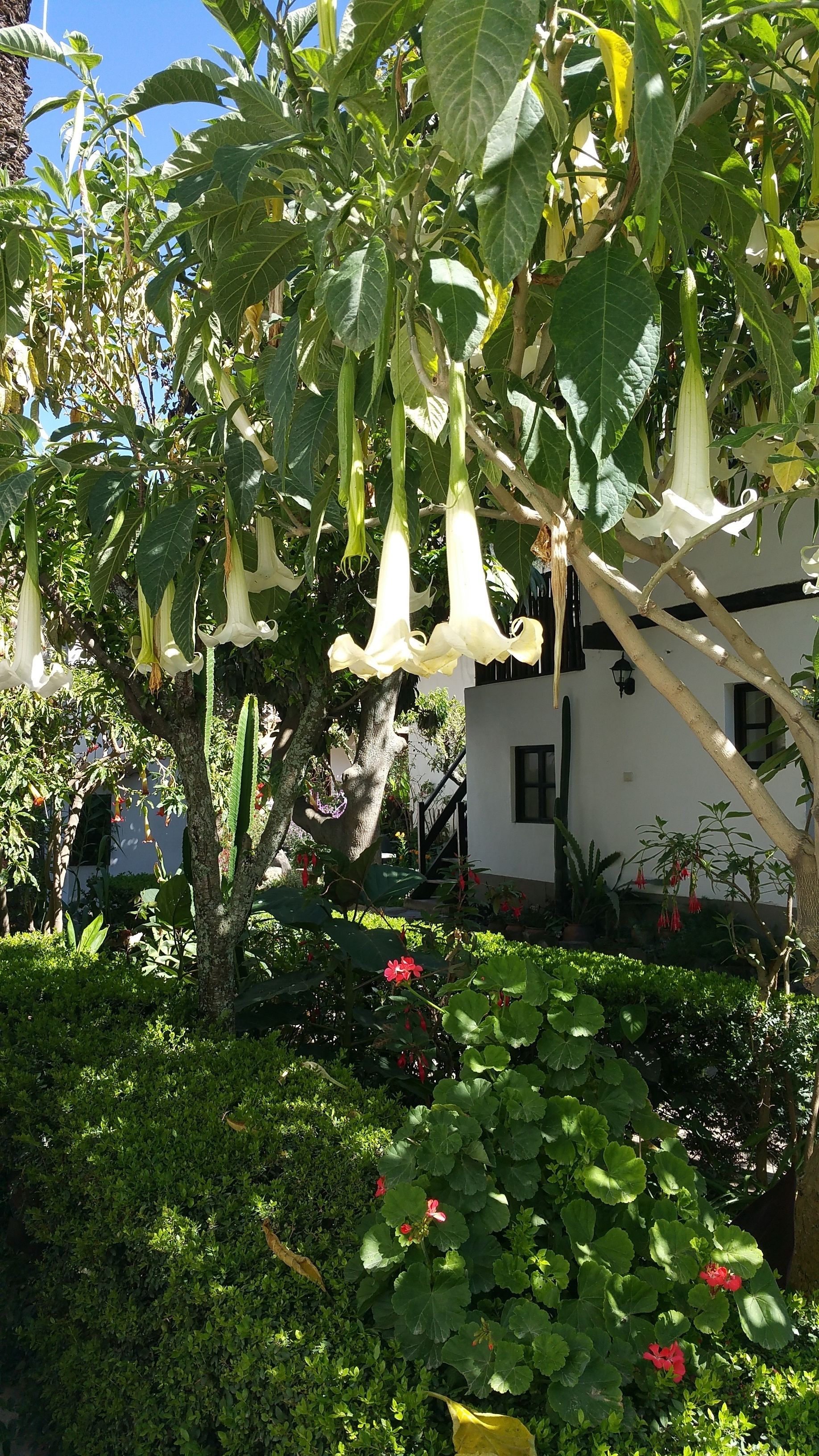 Un jardín con diversas plantas, incluyendo un árbol con flores blancas colgantes y flores rojas en primer plano.