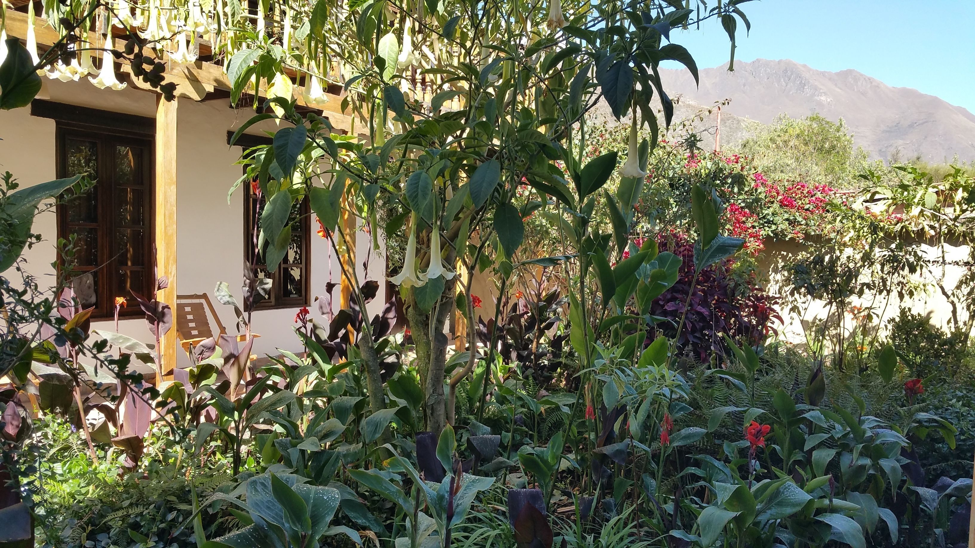 A lush garden with various plants and flowers, a wooden pergola, and a building with a balcony.