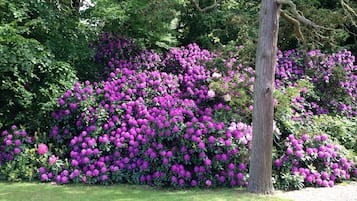Tuin