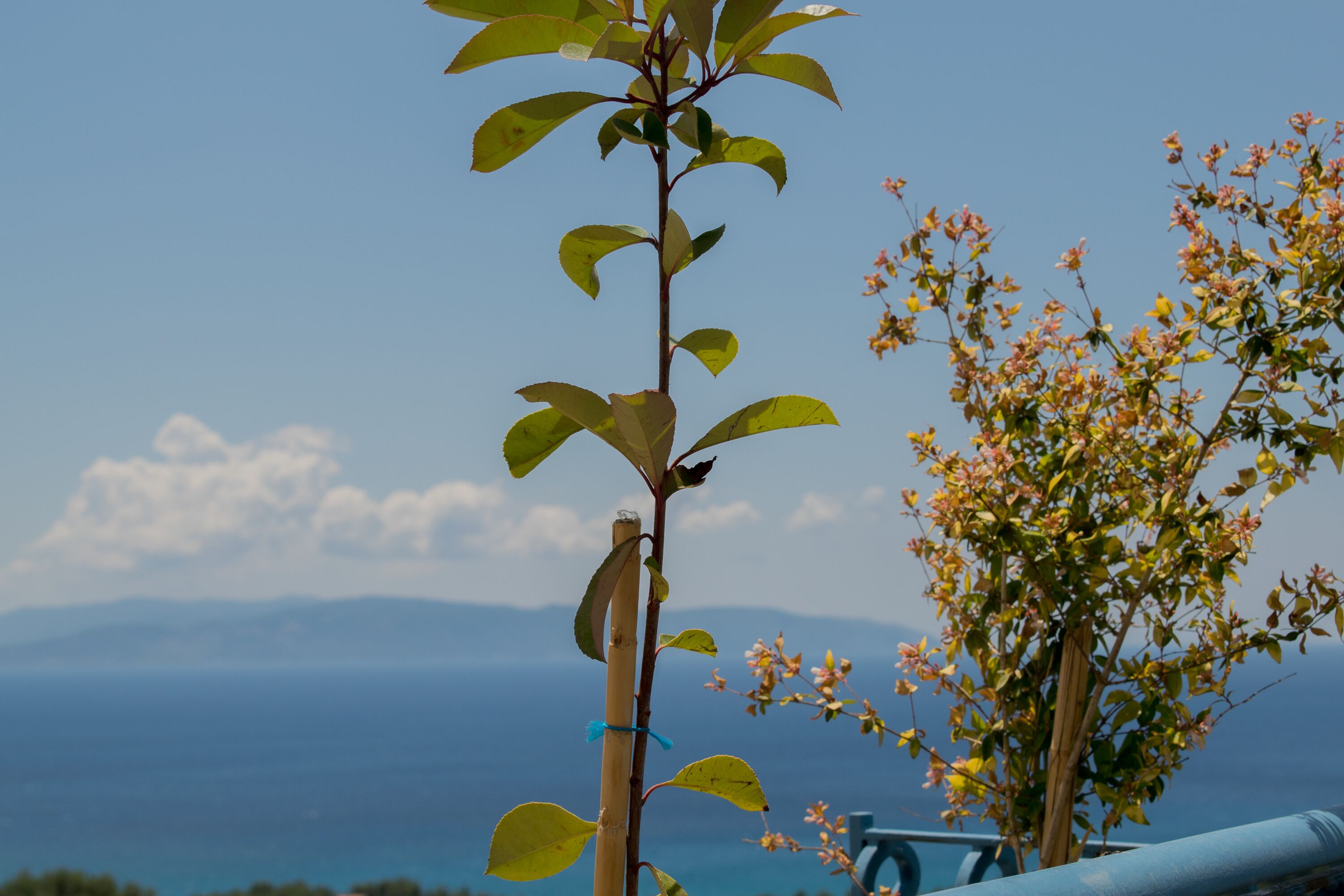 apartment, 2 bedrooms | beach/ocean view