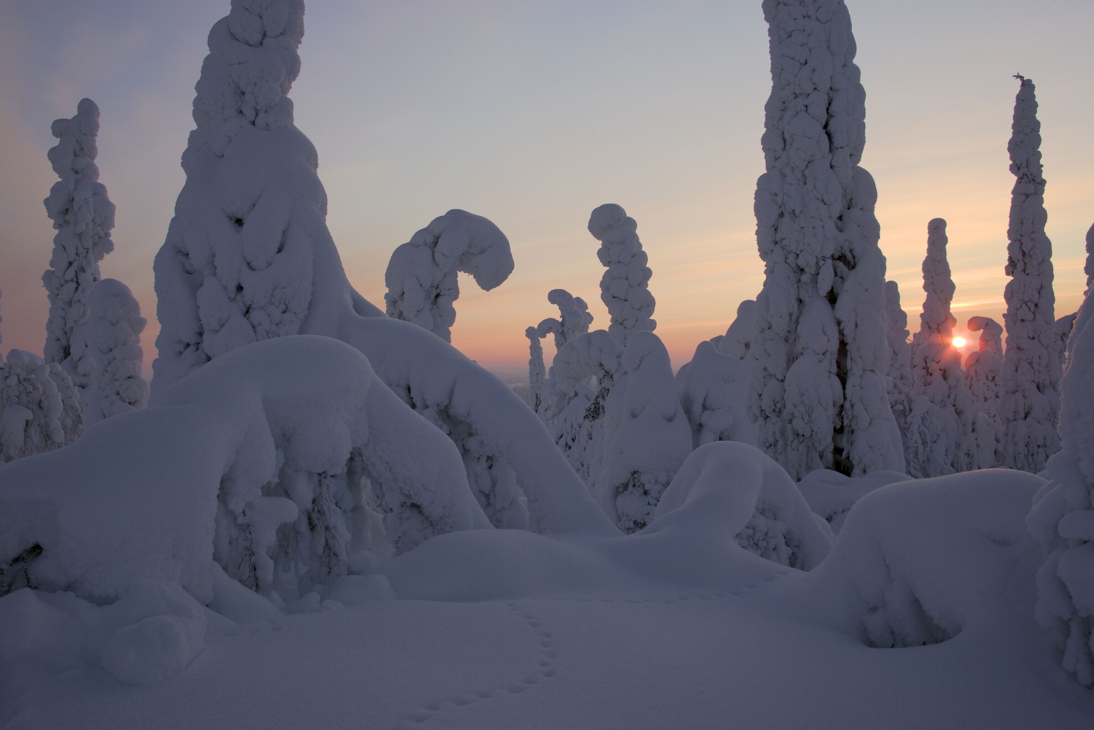 Paisaje nevado con árboles altos cubiertos de nieve y un sol poniéndose al fondo.