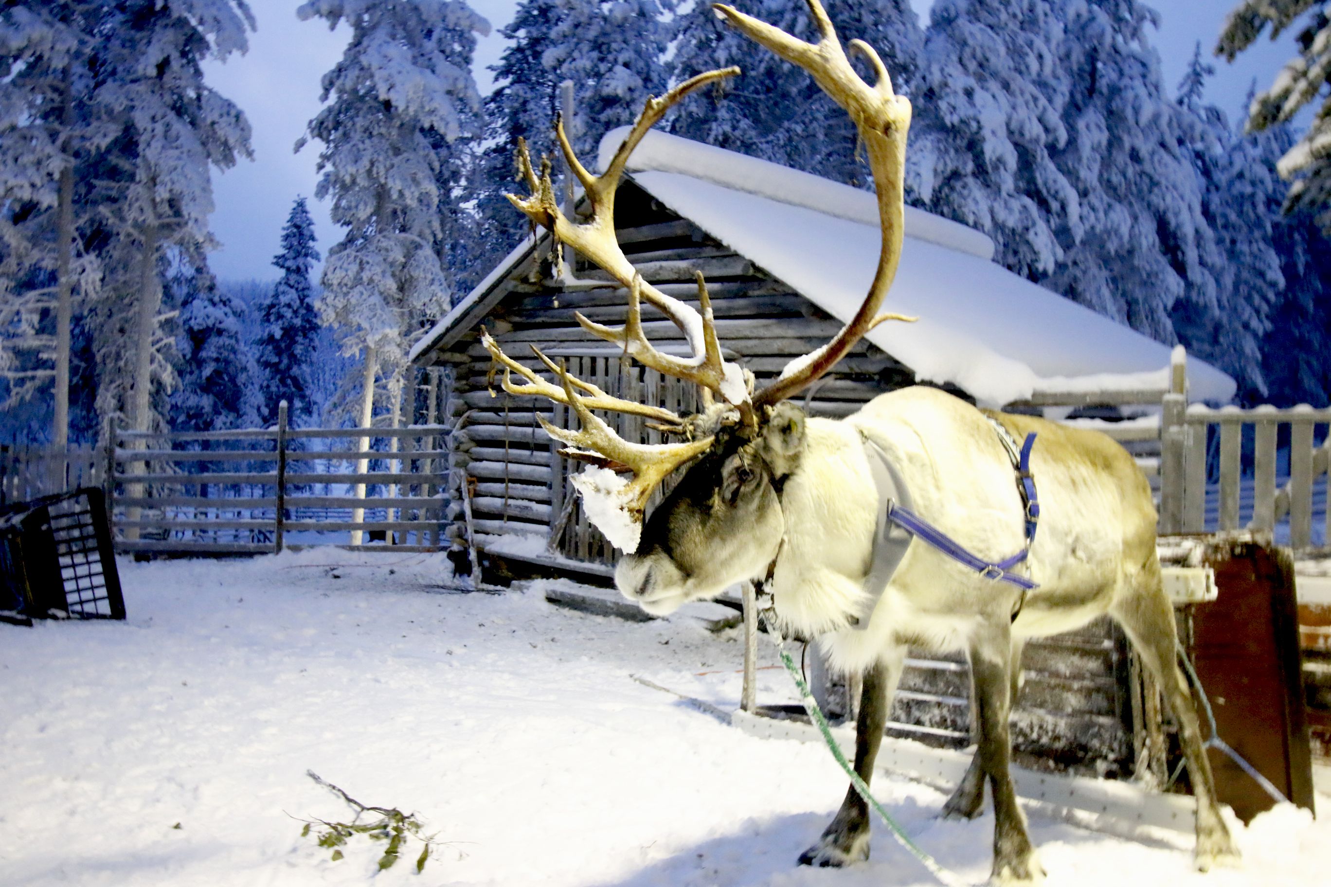 A reindeer with large antlers in a snowy setting with a wooden cabin and a fence.