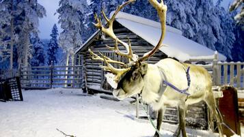 A reindeer with large antlers in a snowy setting with a wooden cabin and a fence.