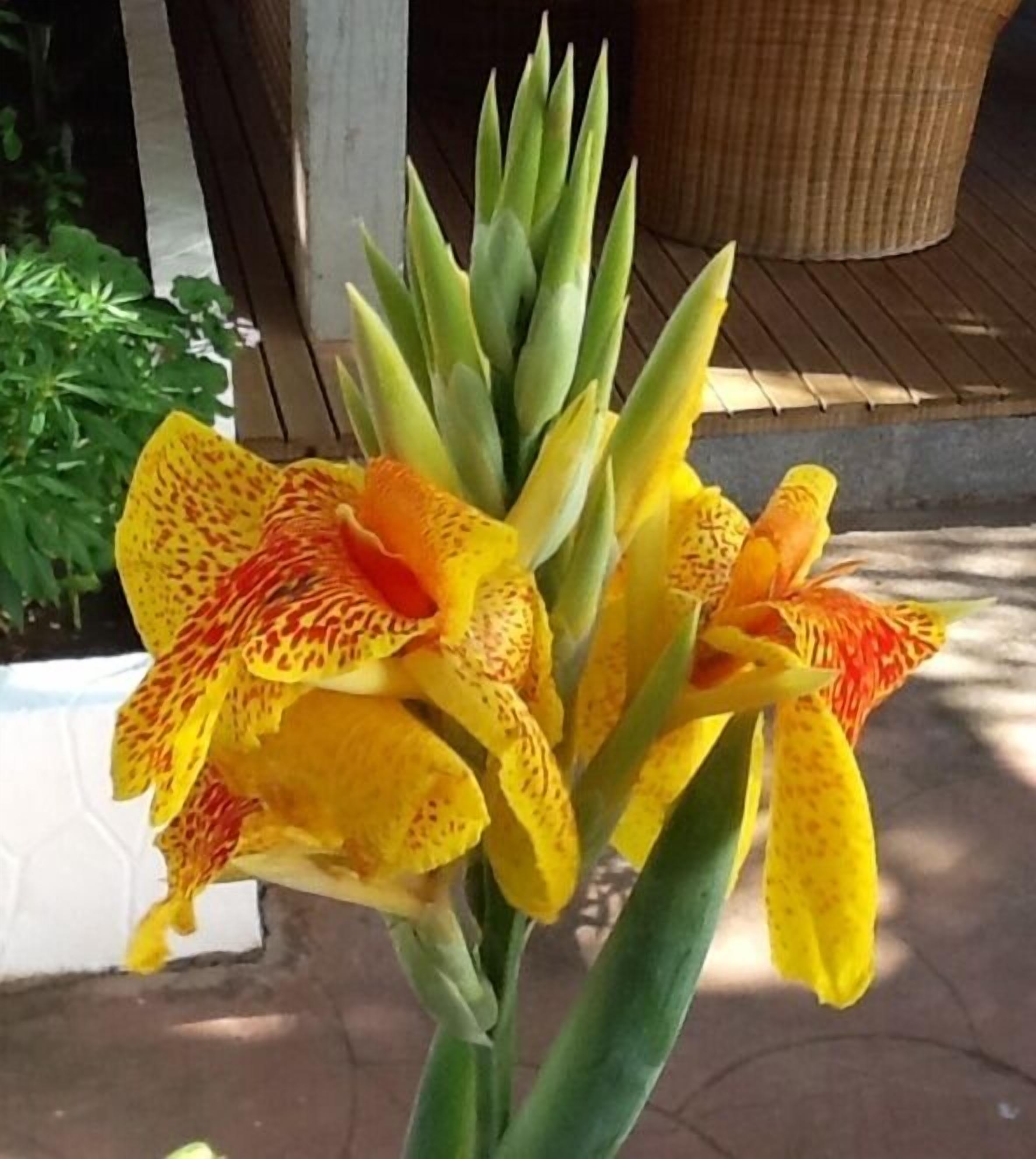 Foto - La Tonnelle Guest House