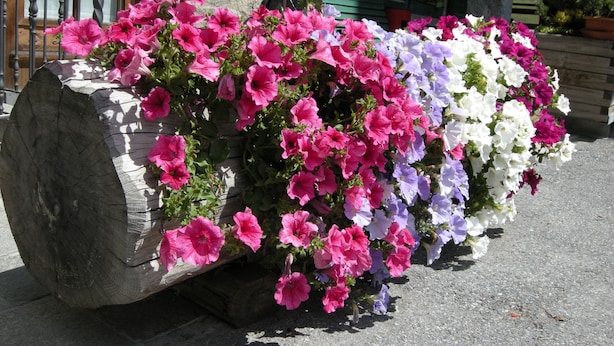 A concrete planter filled with colorful flowers, placed on a paved surface. - Hotel Ristorante Federia (Livigno)