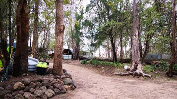 Explore the serene woods along a winding dirt path.