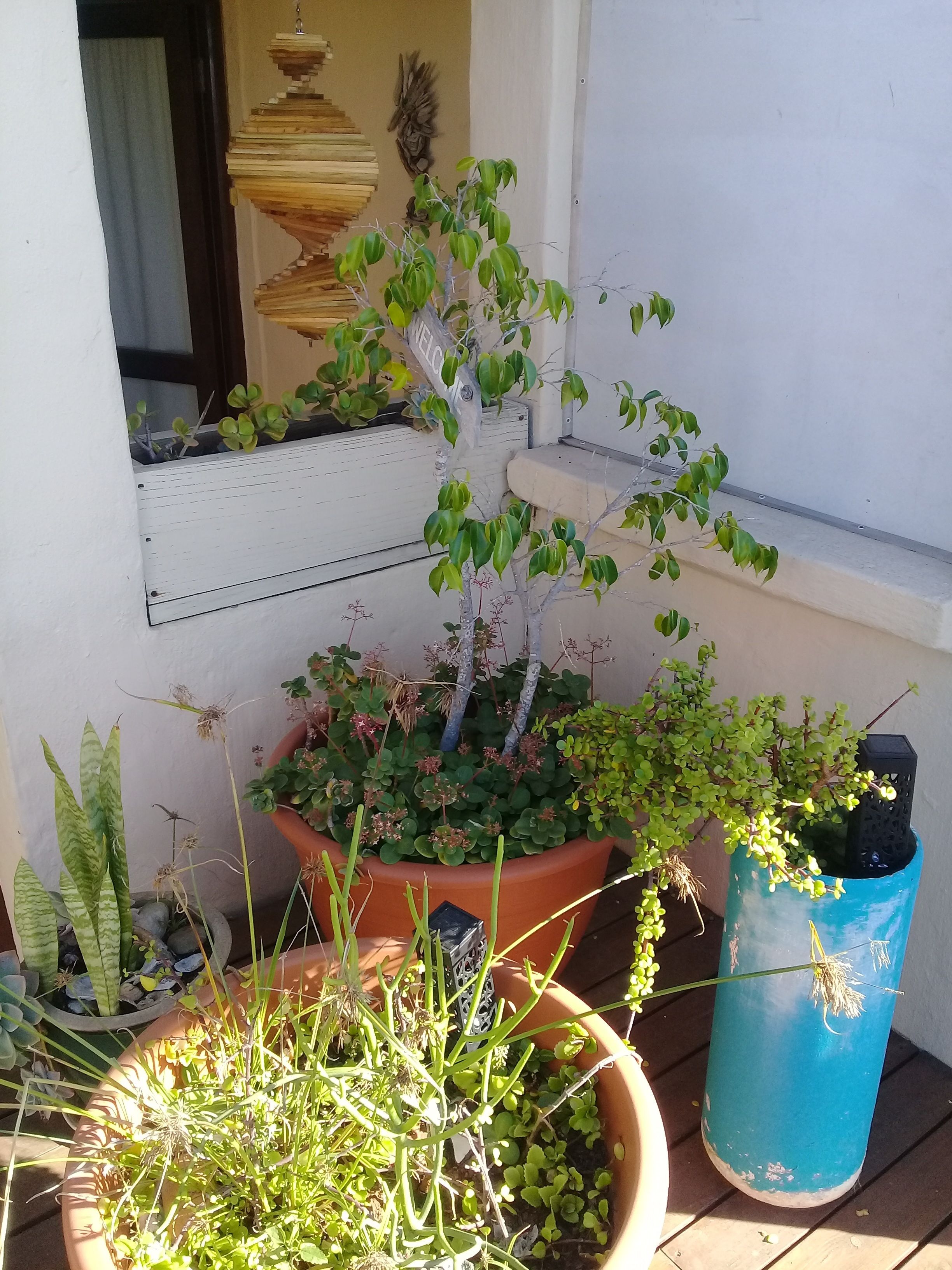 Une variété de plantes en pot sur un balcon.