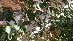 A room with a patterned sofa, a potted plant, and a view through a window with curtains. - Hotel Antonella (Caorle)