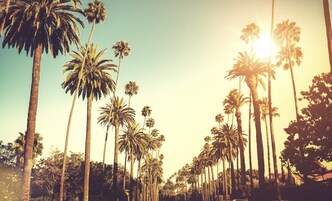 Una hilera de palmeras altas bajo un cielo despejado.
