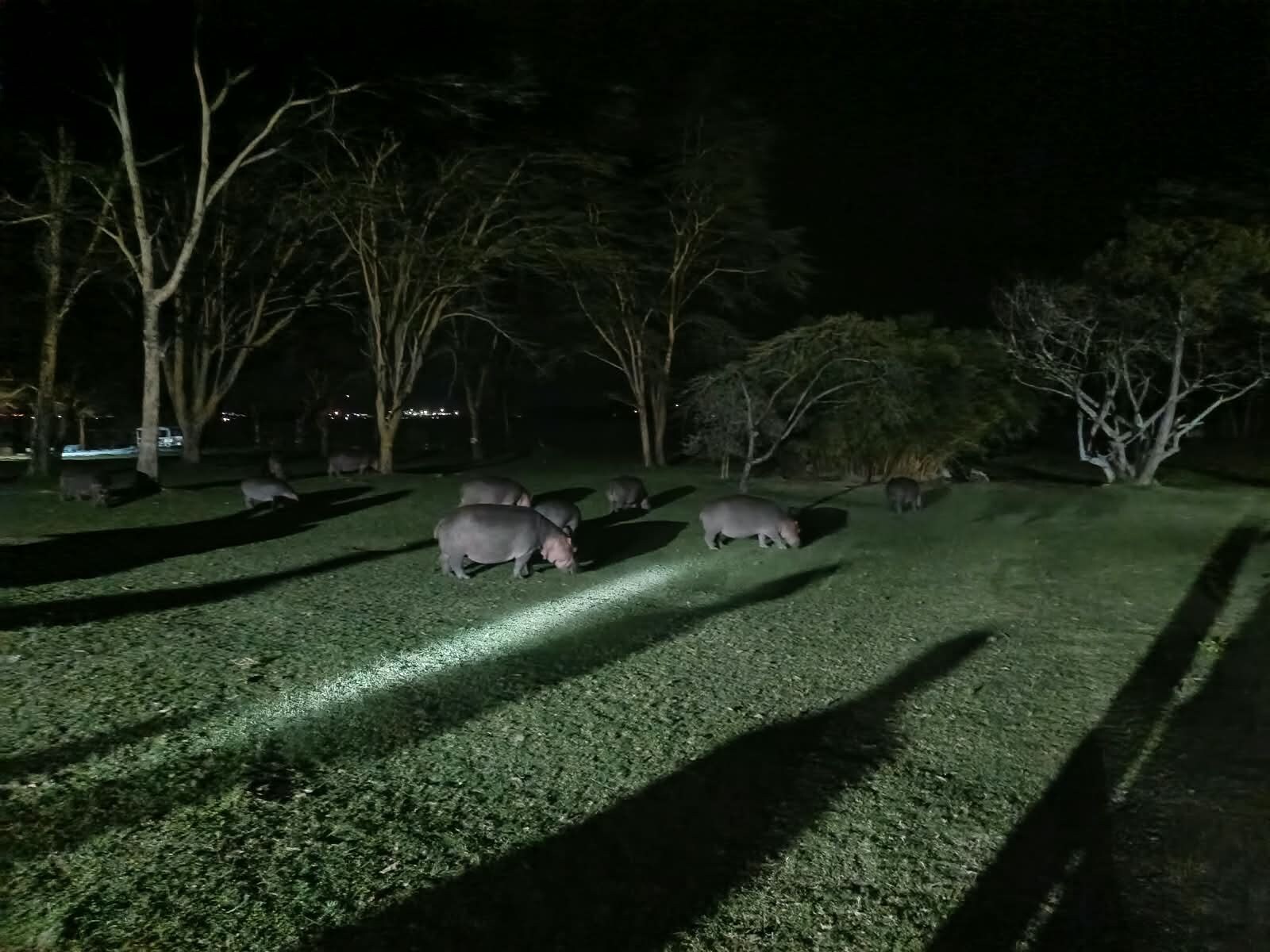Nachtszene mit mehreren Tieren, die in einem Park grasen.