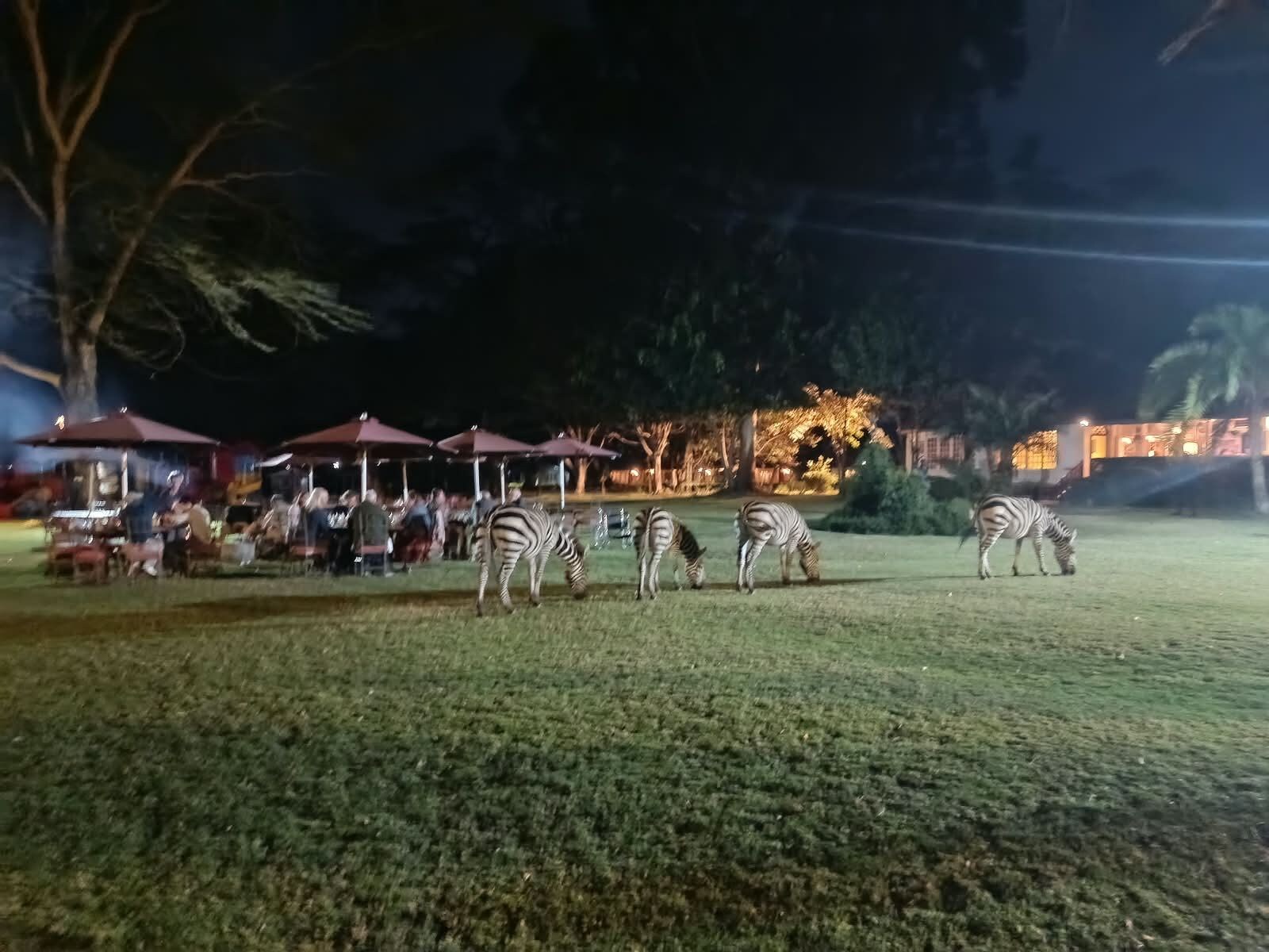 Zebras grazing in a well-lit grassy area with a dining setup in the background.