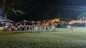 Zebras grazing in a well-lit grassy area with a dining setup in the background.