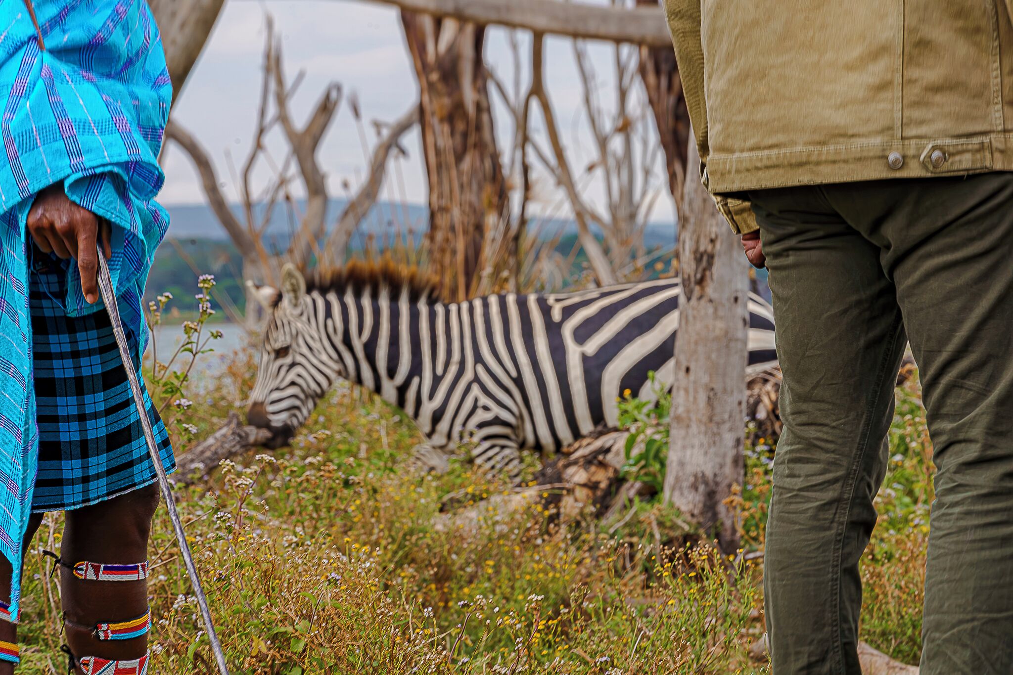A zebra lying on the ground with a person standing nearby.