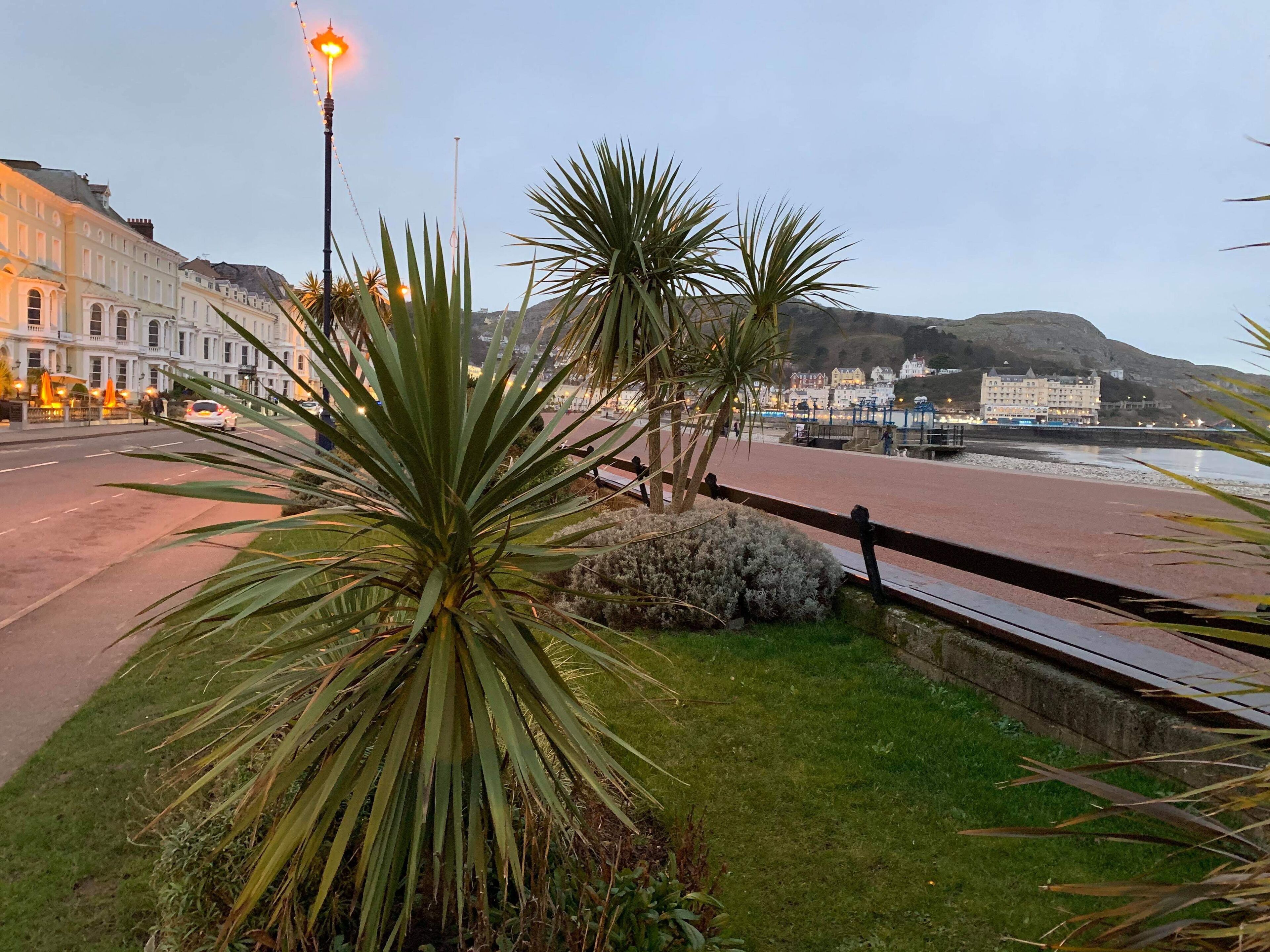 A coastal promenade with a paved walkway, palm trees, and a view of buildings and hills in the background.