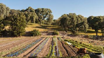 Un campo con hileras de cultivos y un tractor al frente.