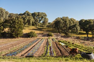 Un campo con hileras de cultivos y un tractor al frente.