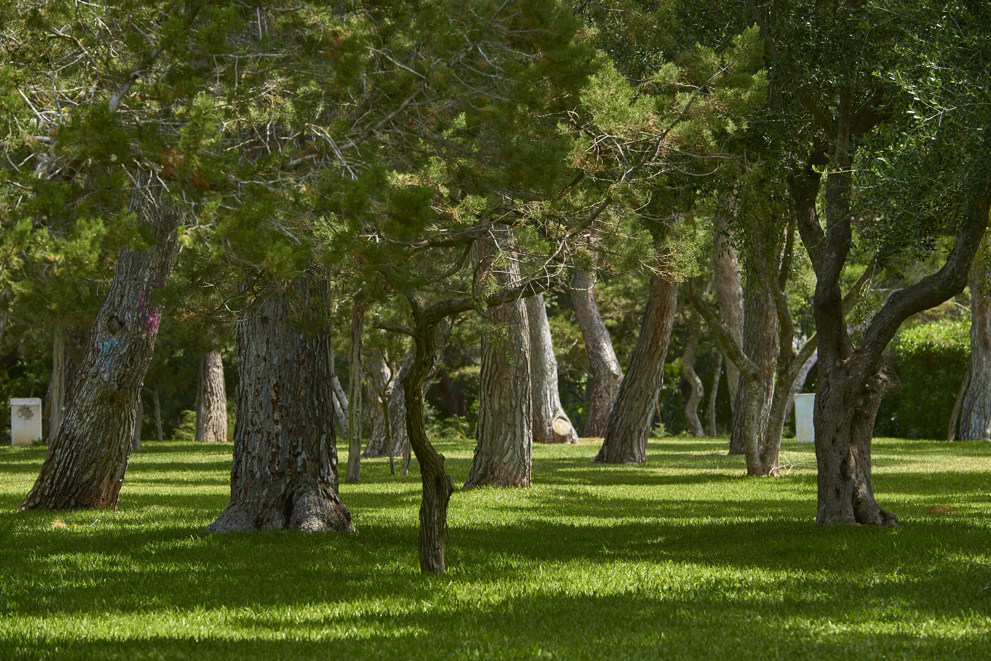 Un parque con varios árboles y una zona verde bien cuidada.