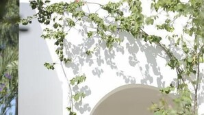 A white wall with a large arched doorway and a hanging vine.