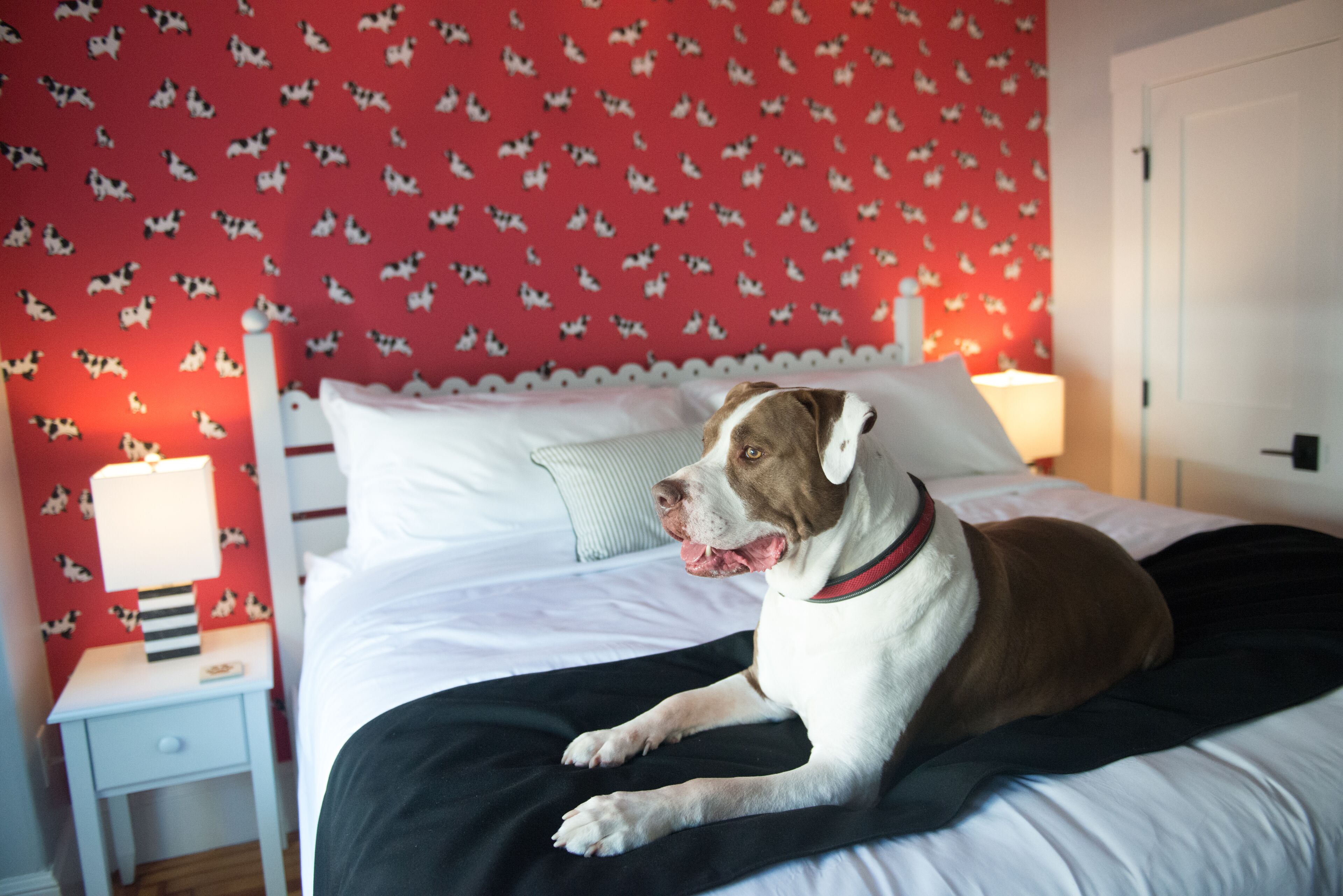 A dog lying on a bed in a room with a red wall and white bedding.